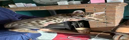 Savannah cats for sale: Male Savannah kitten  - Advert 1