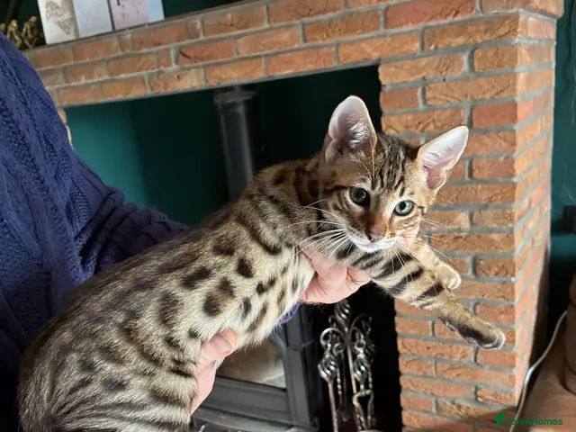 Savannah cats for sale: Male Savannah kitten - Advert 1