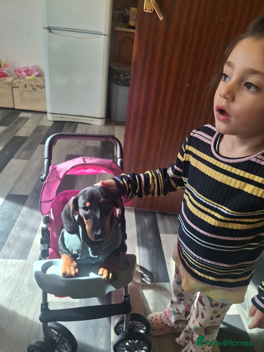 Miniature Dachshund dogs for sale: Beautiful girl dachshund - Image 3