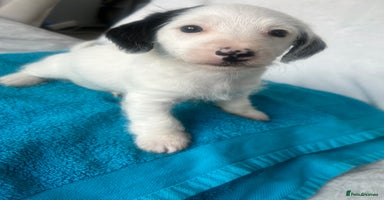 Jackapoo dogs - Advert 13