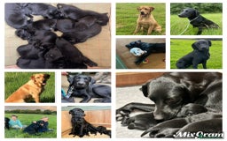 Labrador Retriever dogs for sale: Black Labrador puppies, KC reg  - Image 5