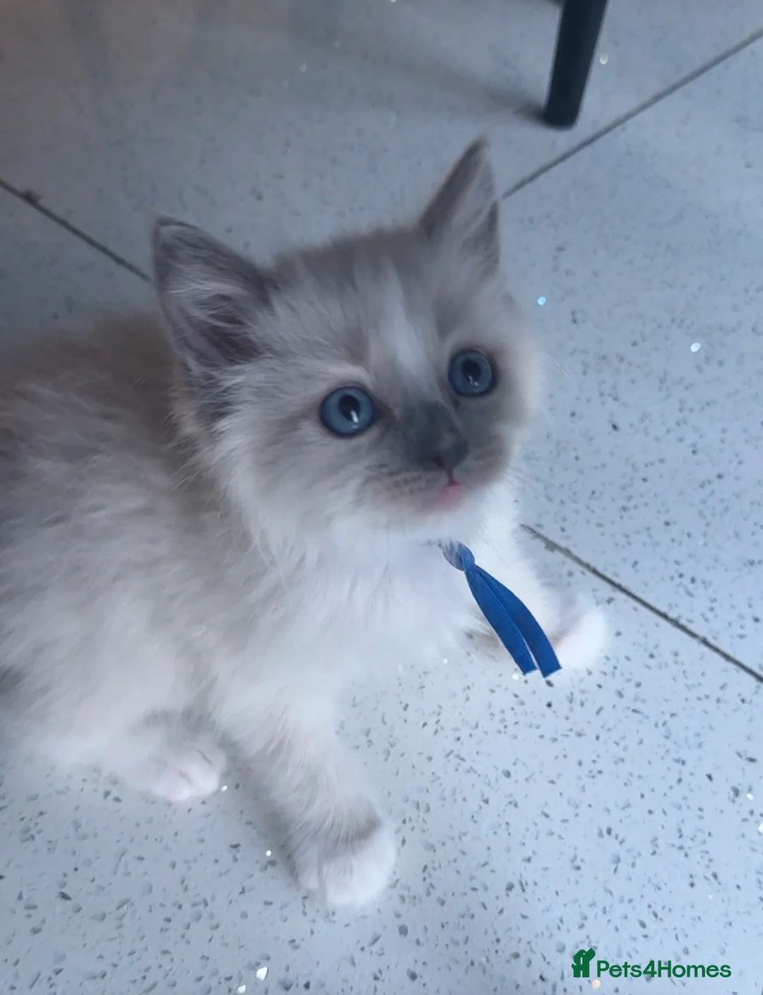 Ragdoll cats for sale: Ragdoll kittens full breed  - Advert 17