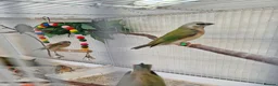 Finches birds for sale: Gouldian and Owl finch - Advert 7