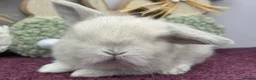 Mini Lop rabbits for sale: Mini lop boys and girls  - Advert 15