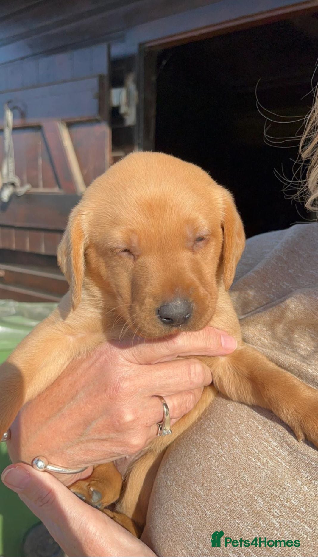 Labrador Retriever dogs KC Reg Working Labrador Pups for Sale - Advert 1