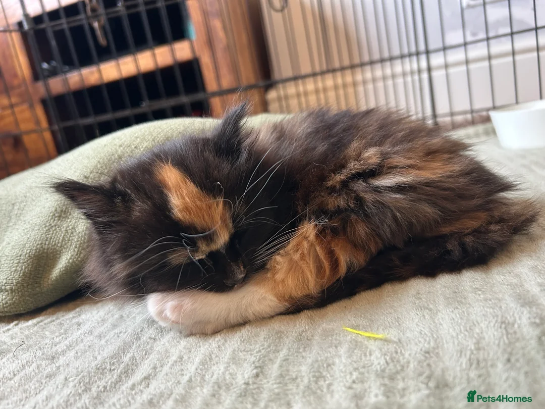 Mixed Breed cats for sale: Ginger girls  - Advert 2