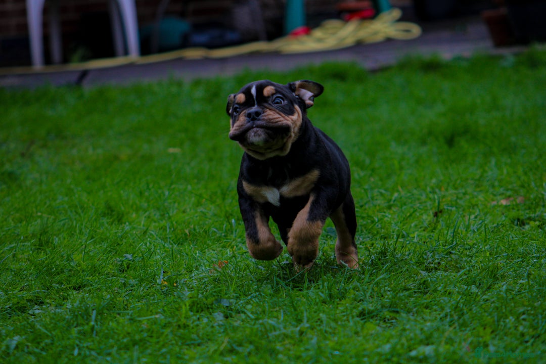 Olde English Bulldogge dogs for sale: Olde English Bulldog puppies (Reduced) - Image 5