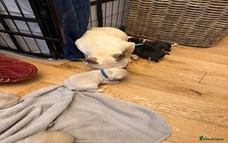 French Bulldog dogs for sale: Beautiful Pups – Looking for Their Forever Homes - Advert 12