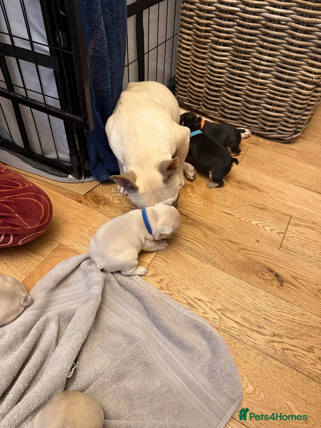 French Bulldog dogs for sale: Beautiful Pups – Looking for Their Forever Homes - Advert 12