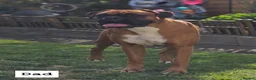 Boxer dogs for sale: Outstanding Litter of KC Reg Flashy Boxer Puppies - Advert 4