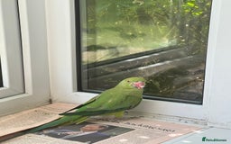 Ringnecks birds for sale: Stunning Green Female Ringneck Parakeet and cage  - Image 3