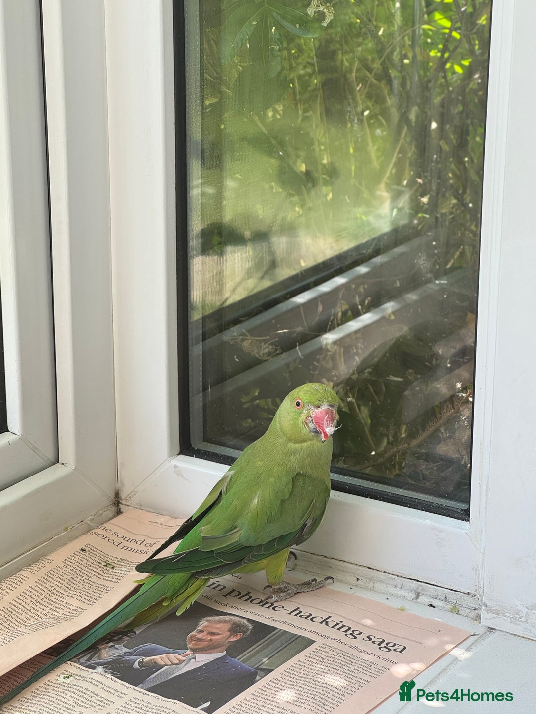 Ringnecks birds for sale: Stunning Green Female Ringneck Parakeet and cage  - Image 3
