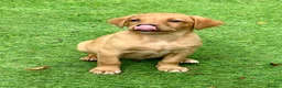 Labrador Retriever dogs for sale: KC reg Labrador , health tested parents  - Advert 14
