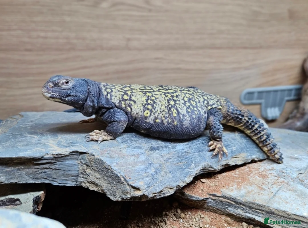 Lizard reptiles for sale: Pair of mali uromastyx - Advert 2
