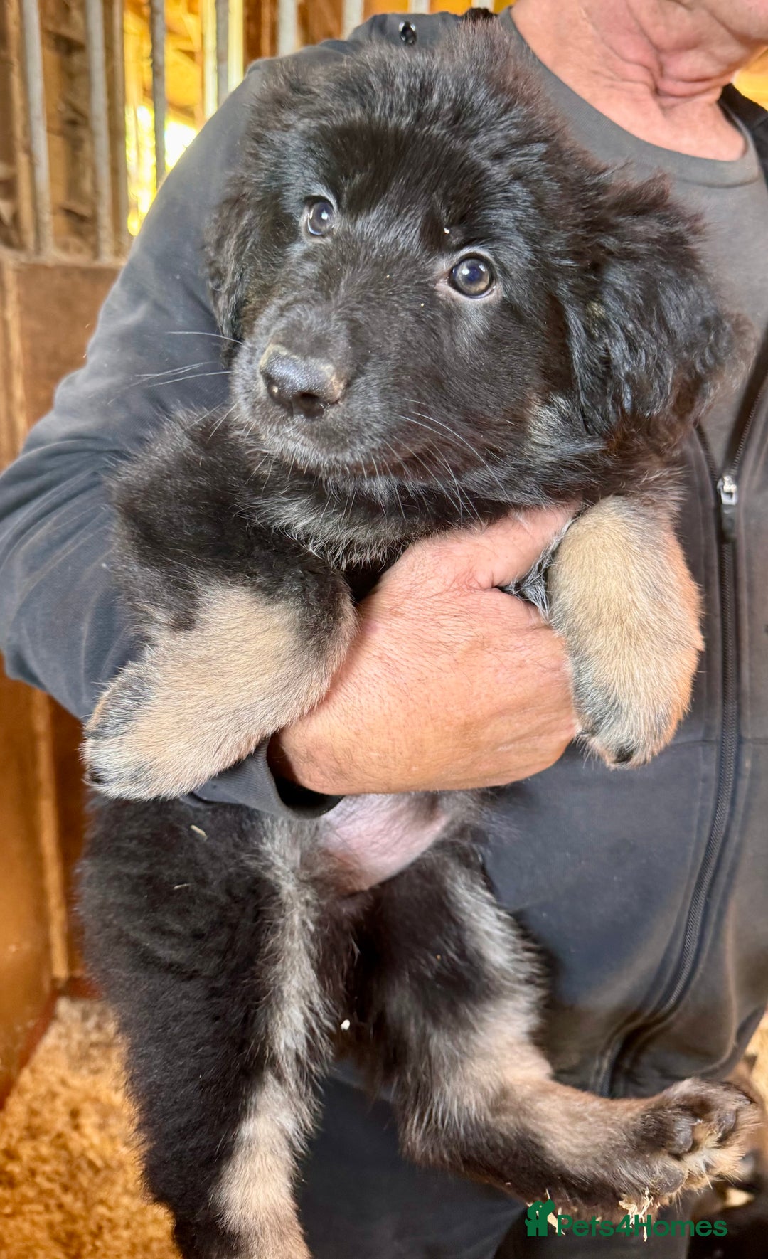 German Shepherd dogs for sale: 4 stunning german Shepherd pups. Very chunky.  - Image 8