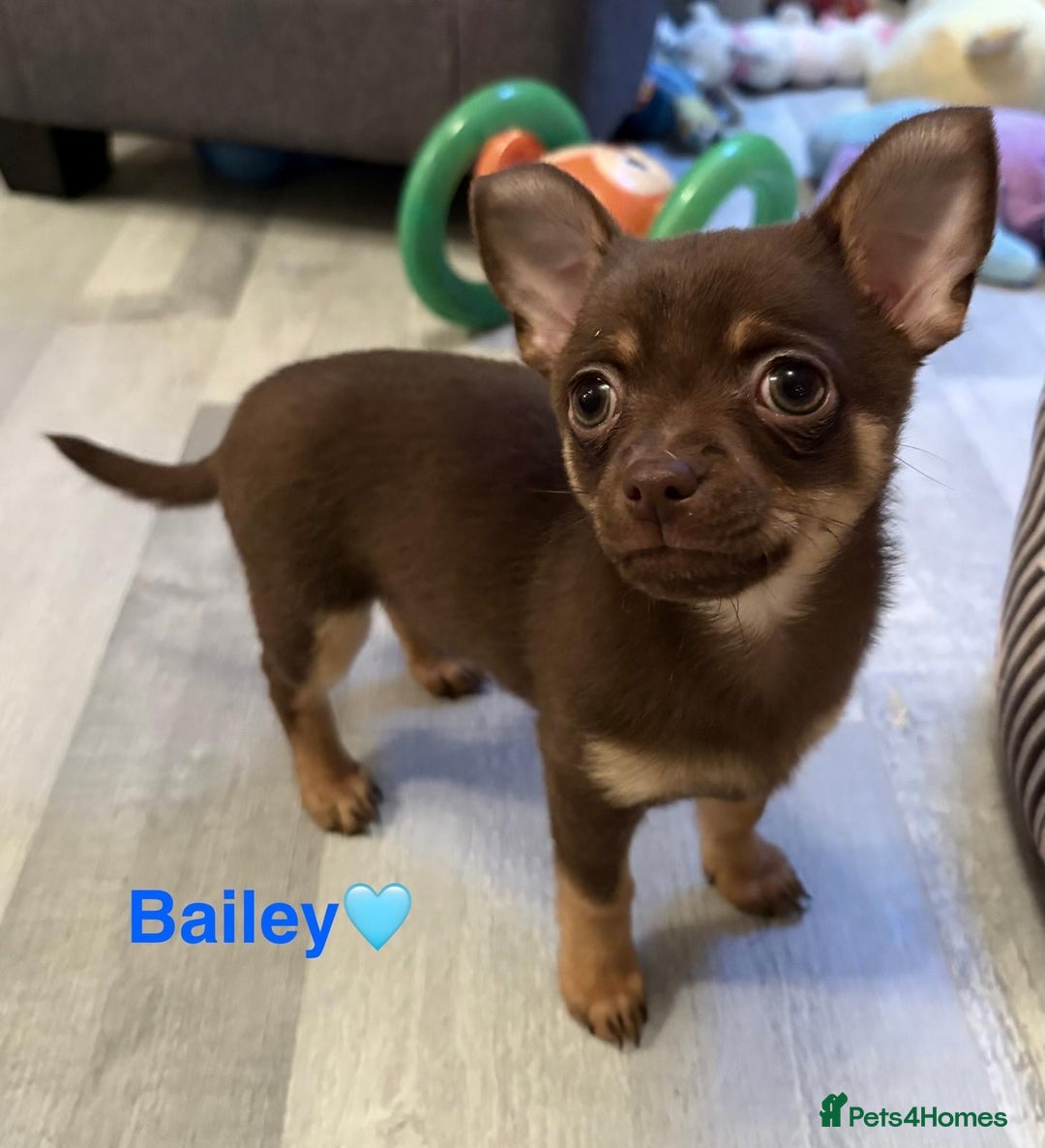 Chihuahua dogs for sale: Chihuahua Puppies  - Advert 2