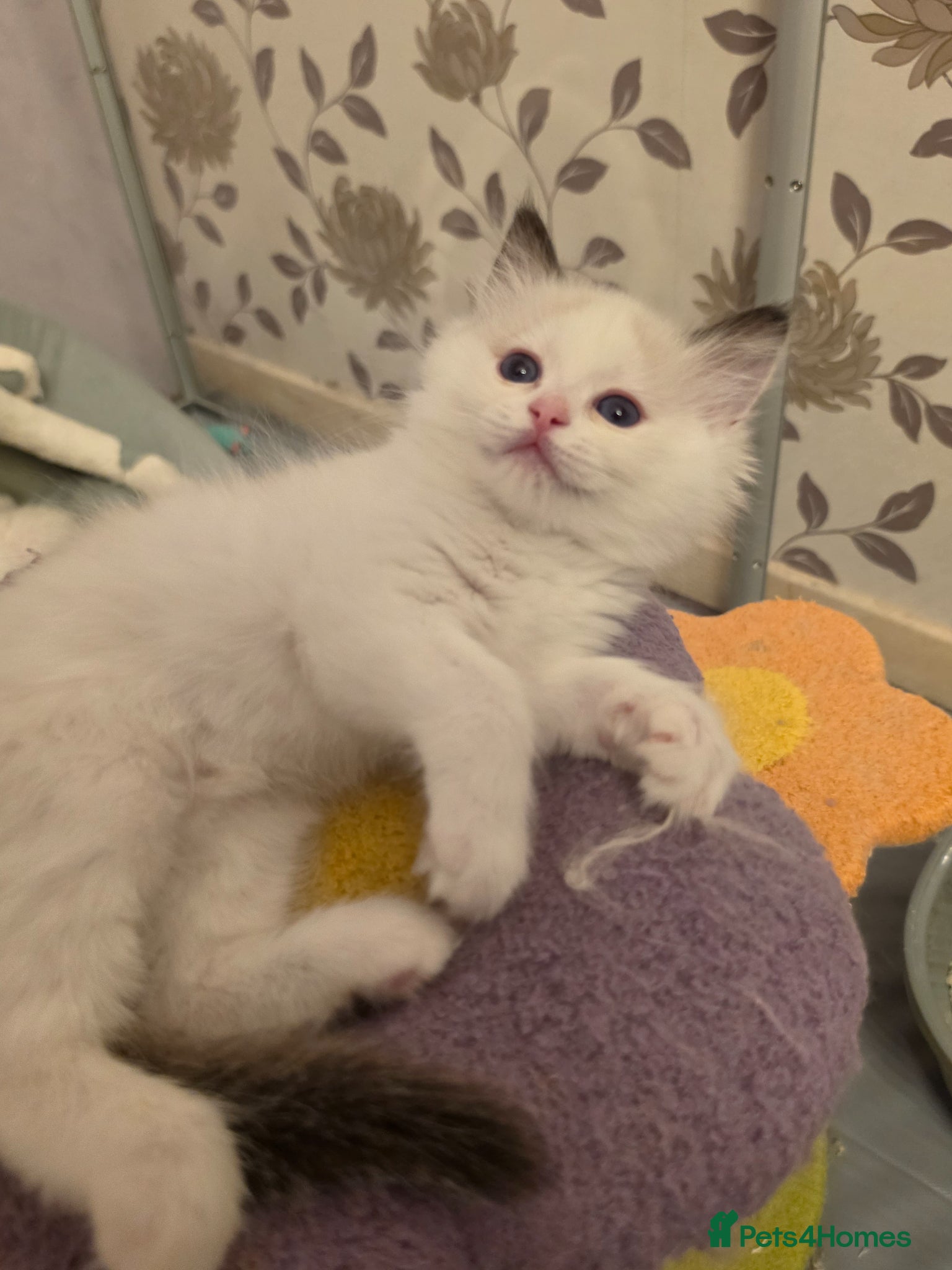 Ragdoll cats Full pedigree ragdoll  - Advert 6