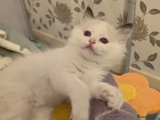 Ragdoll cats Full pedigree ragdoll - Advert 6