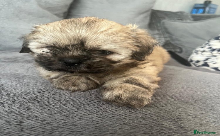 Shih Tzu dogs - Advert 1