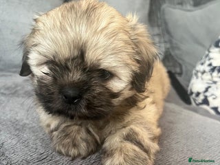 Shih Tzu dogs - Advert 1