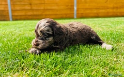 Cockapoo dogs for sale: Chocolate Merle Cockapoo Babies 🐾🐾🐾 - Image 16