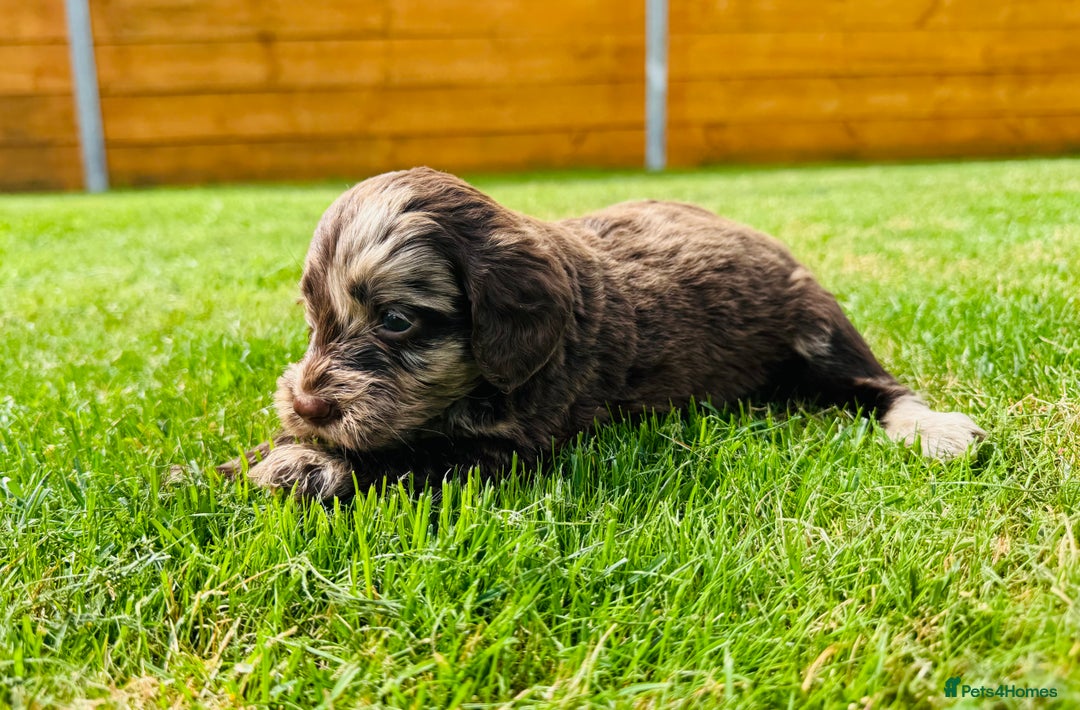 Cockapoo dogs for sale: Chocolate Merle Cockapoo Babies 🐾🐾🐾 - Image 16