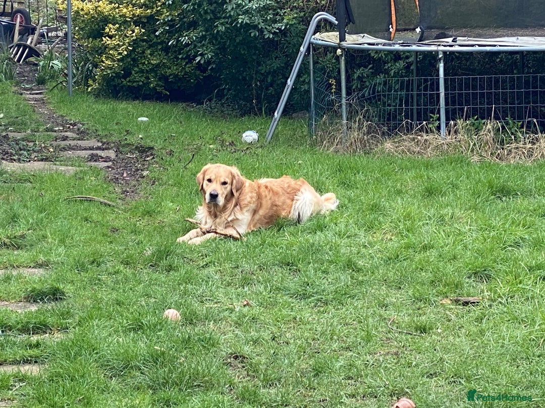 Golden Retriever dogs for stud: Beautiful Golden Retriever stud - Advert 7