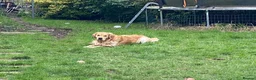 Golden Retriever dogs for stud: Beautiful Golden Retriever stud - Advert 7