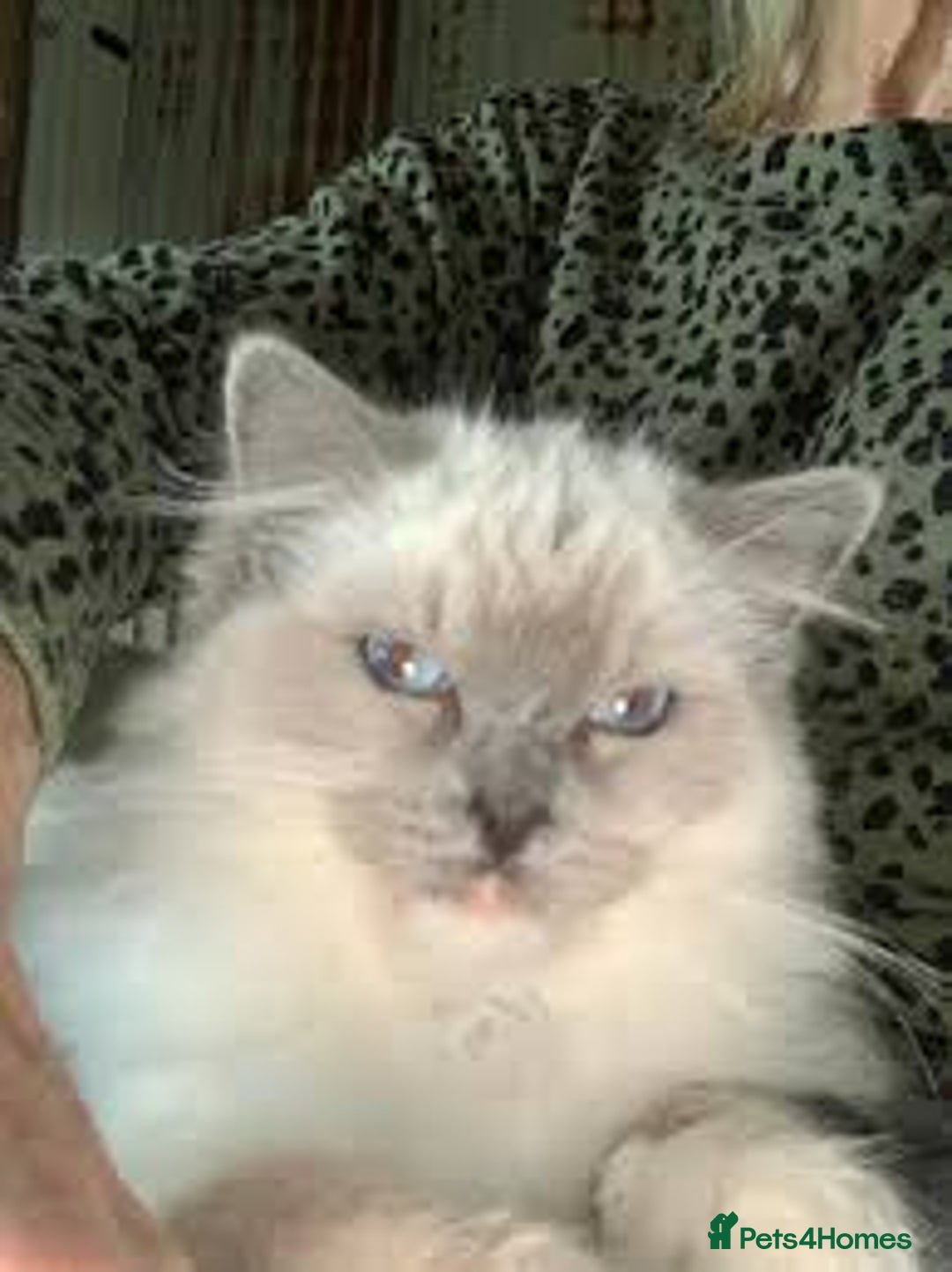 Selkirk Rex cats for sale: Intelligent Beautiful Selkirk Rex Girl - Advert 10