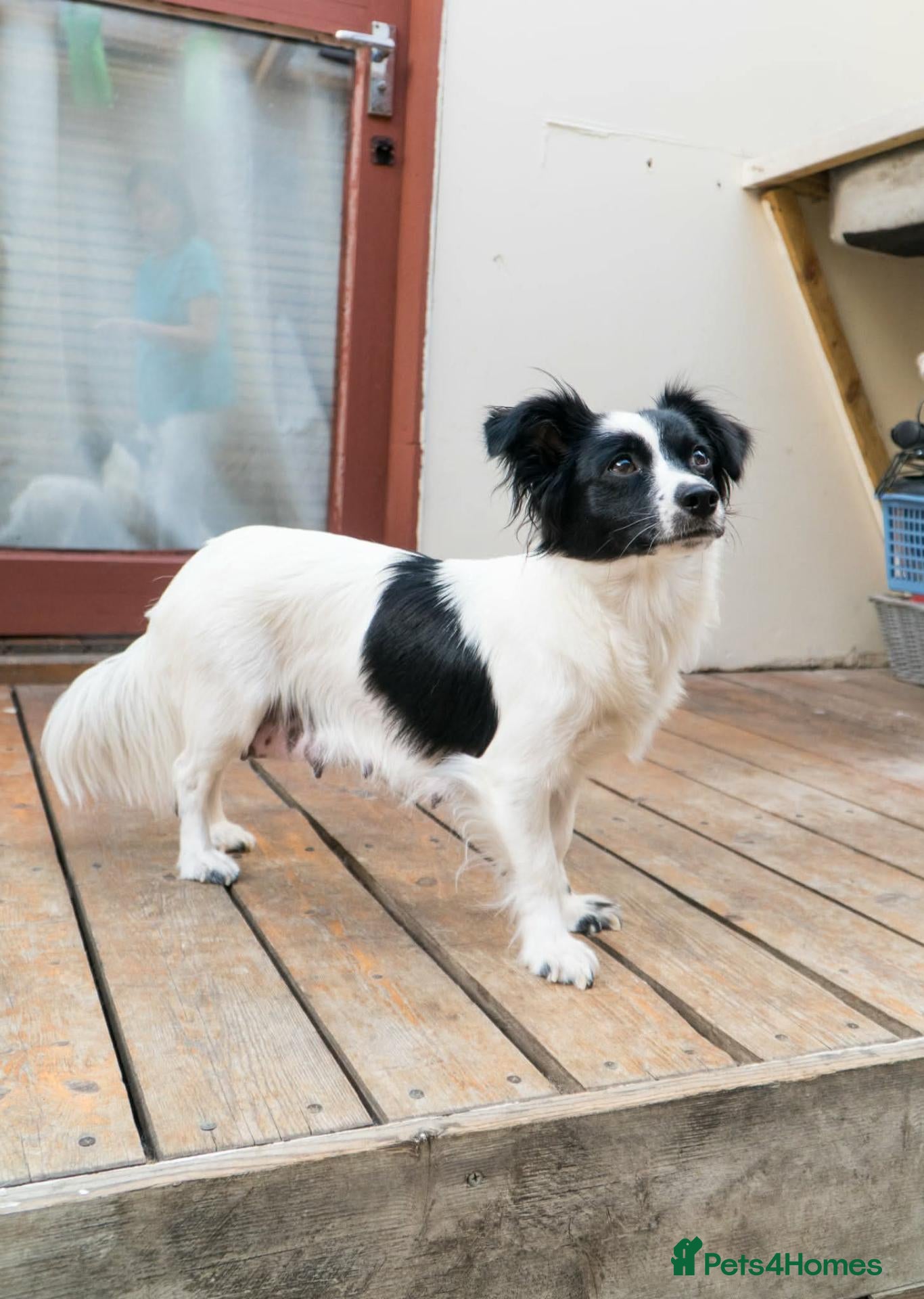 Mixed Breed dogs 🐾 UPCOMING ADORABLE PUPPIES FOR SALE🐾 - Advert 3