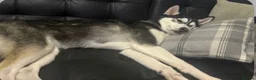 Siberian Husky dogs for sale: Siberian husky - Advert 11