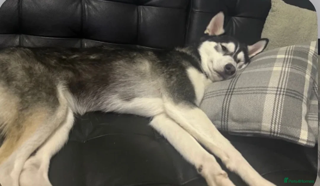 Siberian Husky dogs for sale: Siberian husky - Advert 11