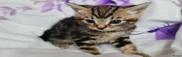 Mixed Breed cats for sale: Adorable & Playful Kittens Raised with Kids  - Advert 32