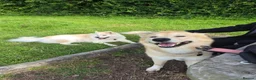 Mixed Breed dogs for stud: Snow dog Stud in Kidwelly - Advert 8