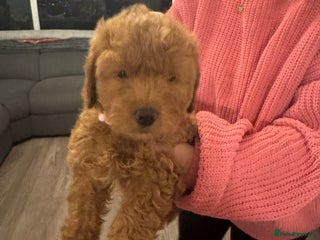 Cockapoo dogs 1 Girl left - READY TO LEAVE. - Advert 6