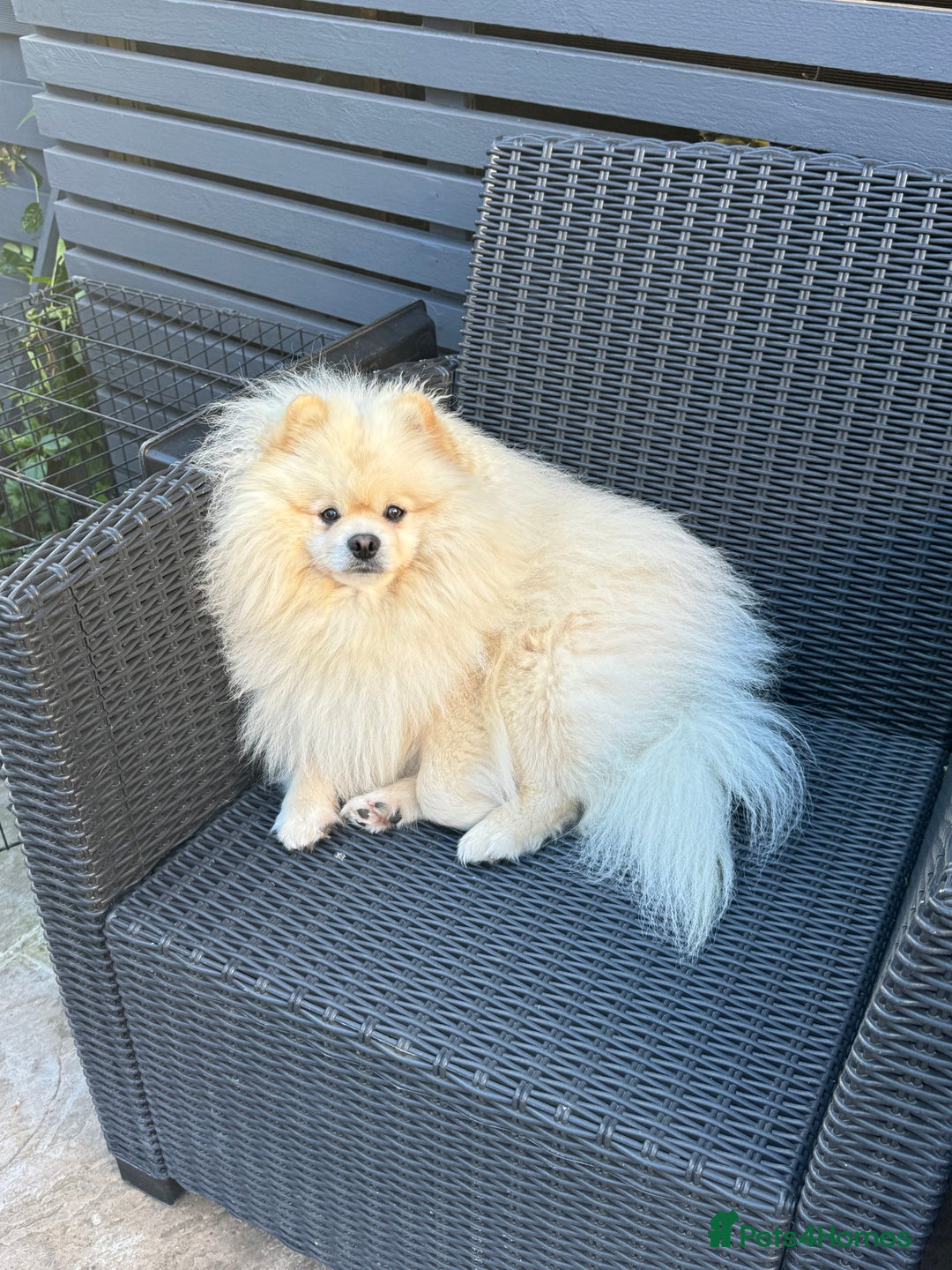 Pomeranian dogs for stud: Pomeranian for stud - Advert 1