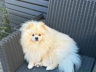 Pomeranian dogs Pomeranian for stud - Advert 7