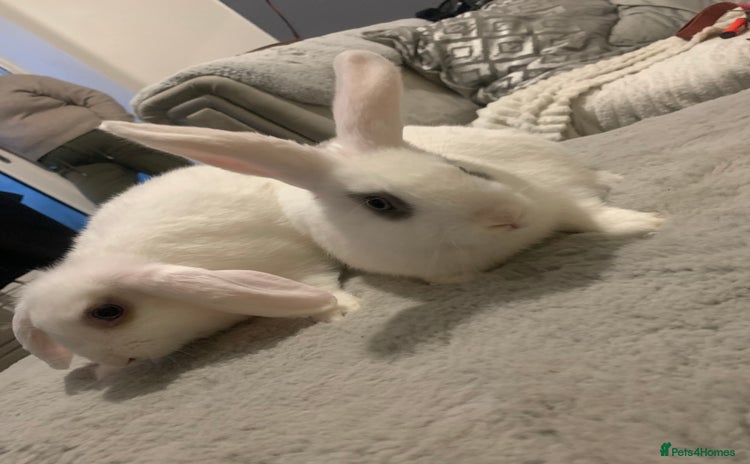 Mini Lop rabbits - Advert 17