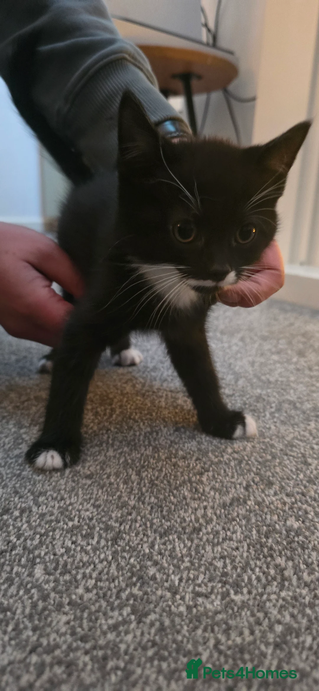 Mixed Breed cats for sale: 2 x black and white kittens ready to go  - Advert 2