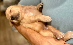 Golden Retriever dogs for sale: Beautiful Golden Retriever Puppies – Family Raised - Image 17