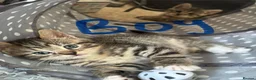 Bengal cats for sale: Cross bengal kitten  - Advert 18