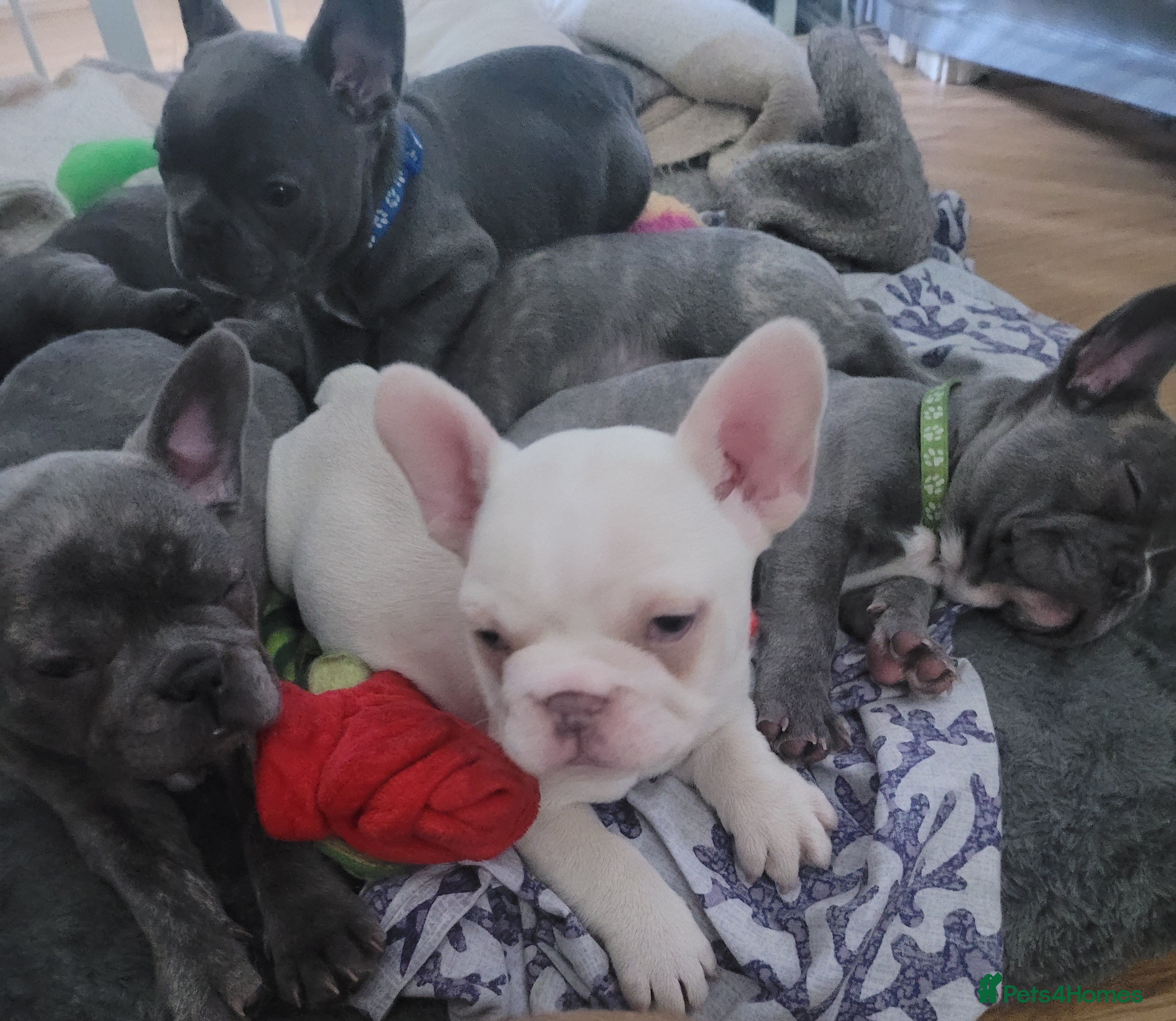 French Bulldog dogs Frenchie babies looking for their forever homes - Advert 2