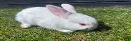 Mixed Breed rabbits for sale: Child friendly, Mixed breed rabbits  - Advert 9