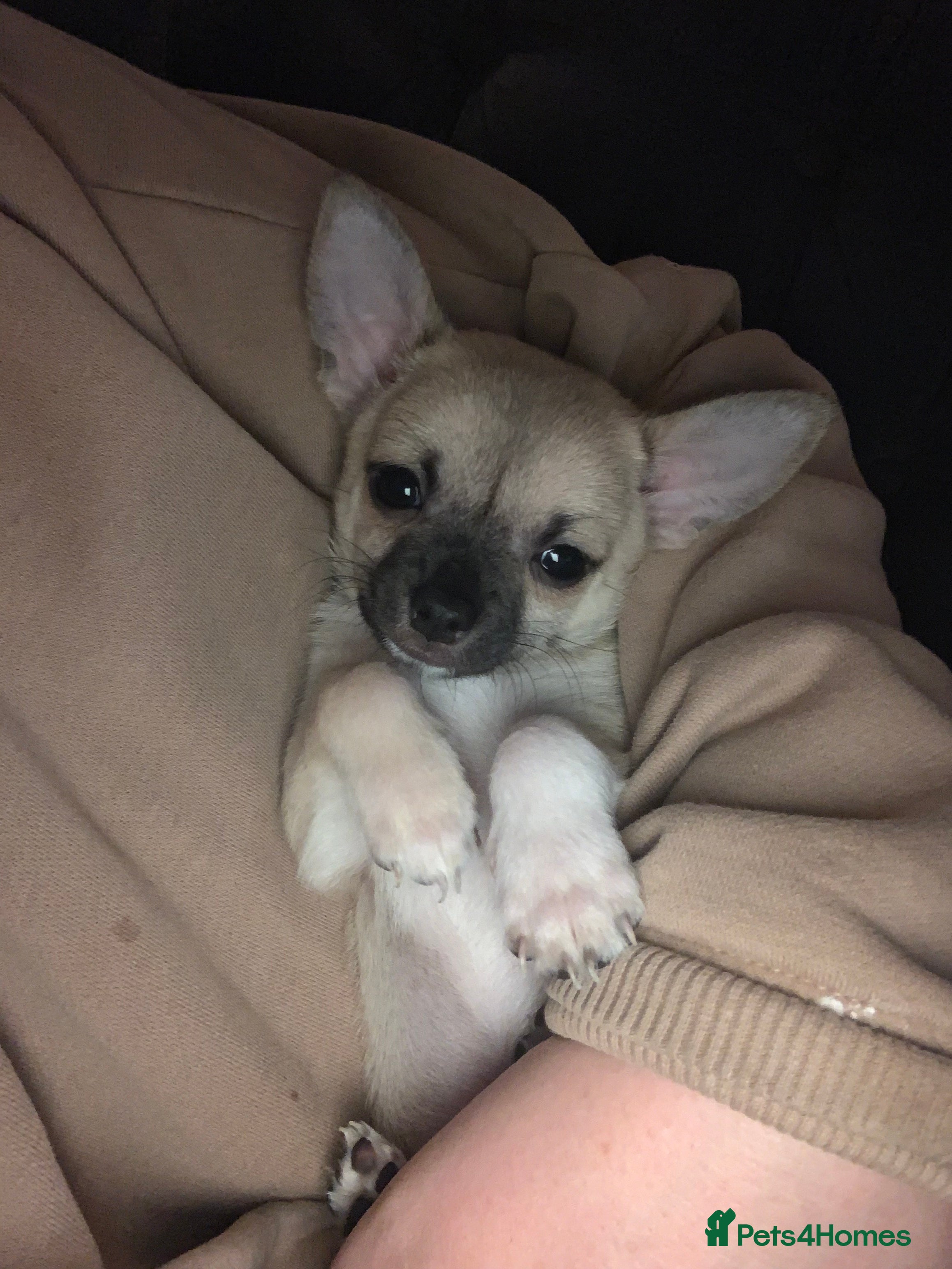 Chihuahua dogs 💛 Beautiful Chihuahua Pups – Ready 27th Dec 25 💛 - Advert 5