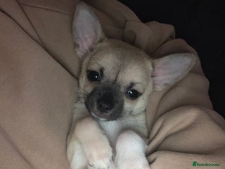 Chihuahua dogs 💛 Beautiful Chihuahua Pups – Ready 27th Dec 25 💛 - Advert 5