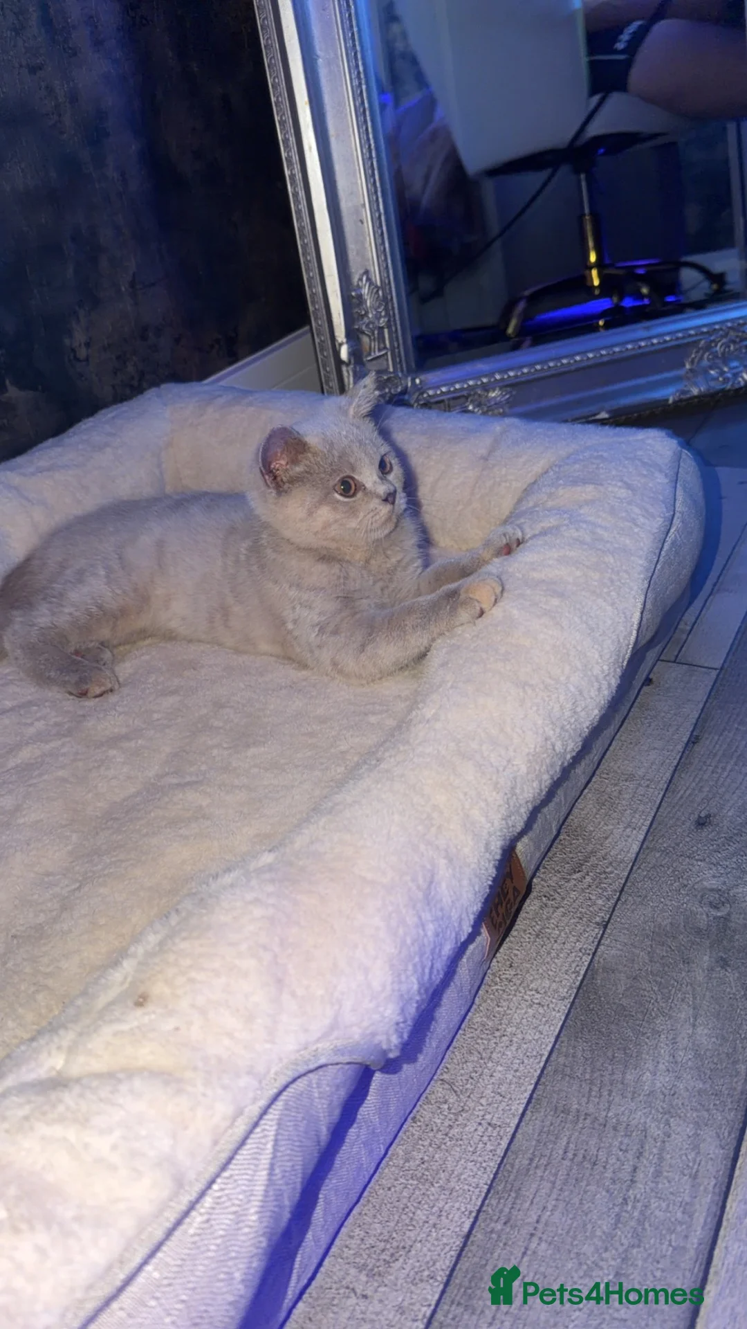 British Shorthair cats for sale: British short hair - Advert 1