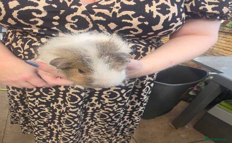 Guinea Pig rodents - Advert 2