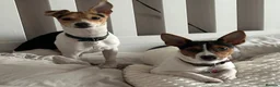 Jack Russell dogs for sale: 5 Stunning Tradition Jack Russell Puppies - Advert 19