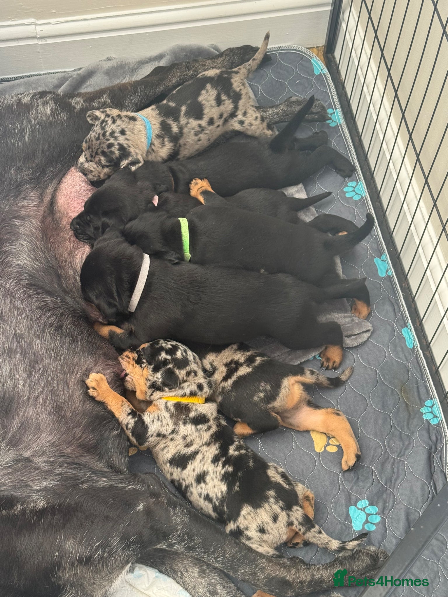 Mixed Breed dogs Doberman x Blue Merle border collie puppies - Advert 1