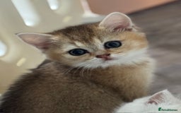 British Shorthair cats for sale: Championship Line Golden Tipped British Shorthair  - Image 6